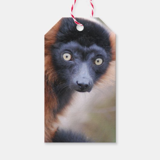 Red Ruffed Lemur Cadeaulabel (Voorkant)