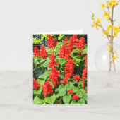 Red Salvia... Kaart (Gele Bloem)