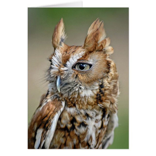 Red Screech Owl (Voorkant)