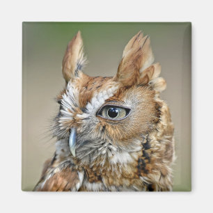 Red Screech Owl Magneet