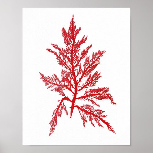 Red Seaweed Art Print No.7 Beach Decor (Voorkant)