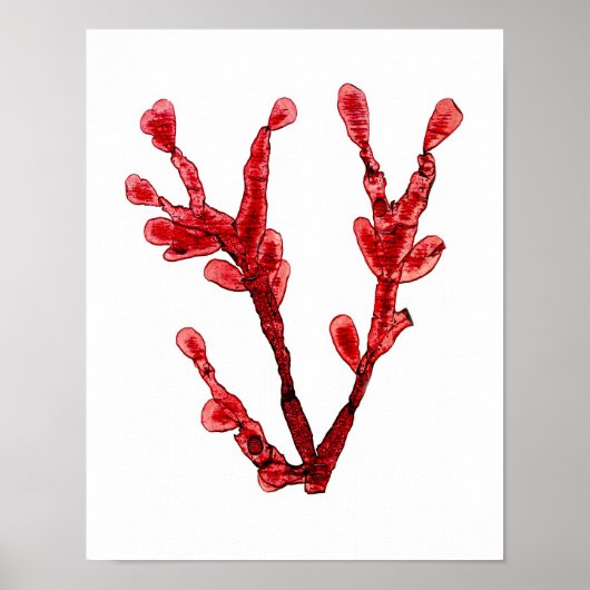 Red Seaweed Art Print No.8 Beach Decor (Voorkant)