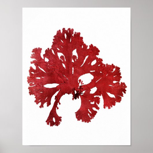 Red Seaweed Art Print No.9 Beach Decor (Voorkant)