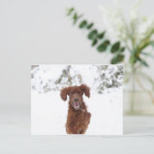 Red Setter Briefkaart (Staand voorkant)