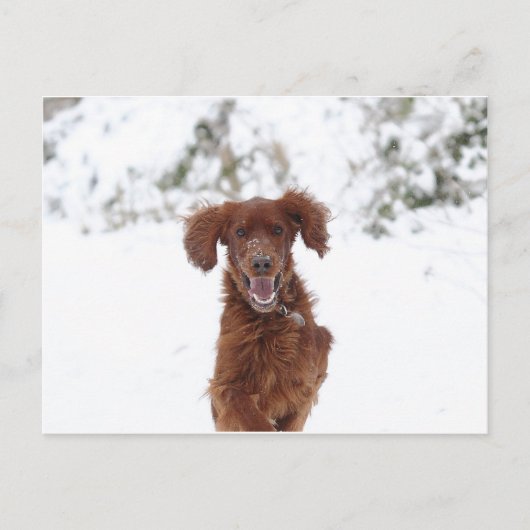 Red Setter Briefkaart (Voorkant)