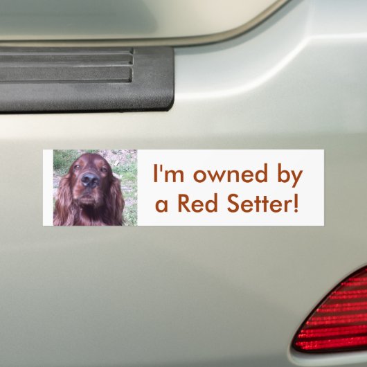 Red Setter Bumpersticker (Op auto)