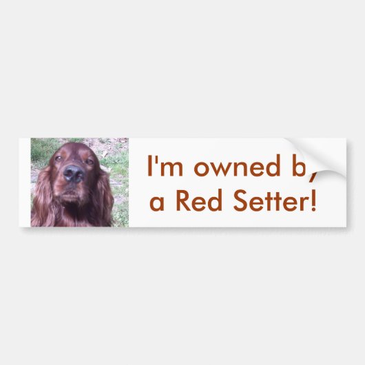 Red Setter Bumpersticker (Voorkant)