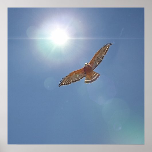 Red Shoulded Hawk Bright Sun Fotografische kunst Poster (Voorkant)