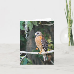 Red Shoulded Hawk Card Kaart