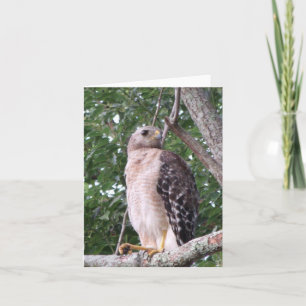 Red Shoulded Hawk Photo Folded Note Kaart