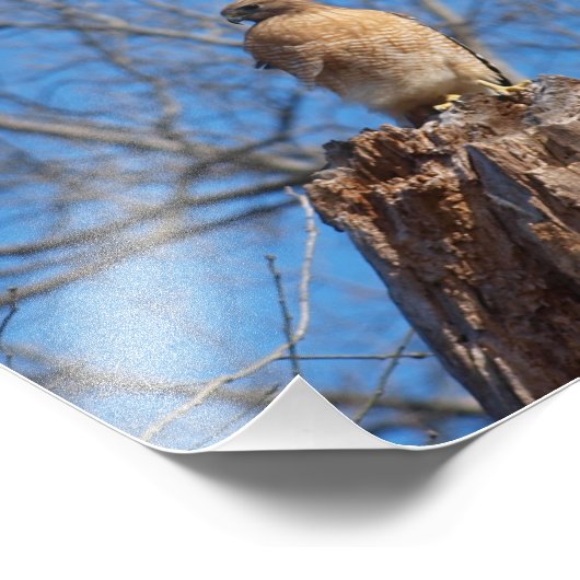 Red Shoulder Hawk Foto Afdruk (Hoek)