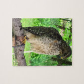 Red Shoulder Hawk puzzel (Horizontaal)