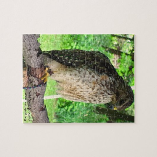 Red Shoulder Hawk puzzel (Horizontaal)