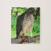 Red Shoulder Hawk puzzel (Verticaal)