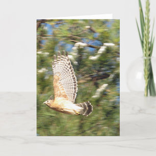 Red Shouldered Hawk in Flight Photography Design Kaart