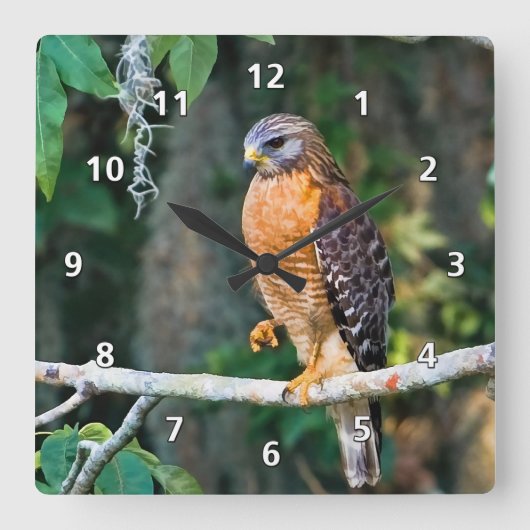 Red-Shouldered Hawk on a Limb Clock Vierkante Klok (Voorkant)