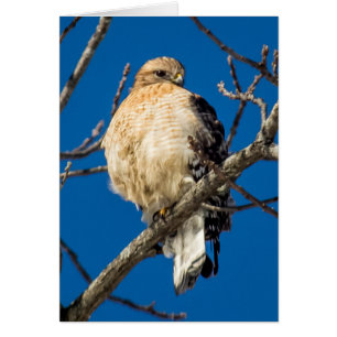 Red Shoulked Hawk