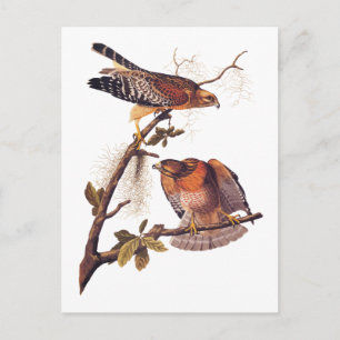 Red Shoulked Hawk Audubon Bird of Prey Briefkaart