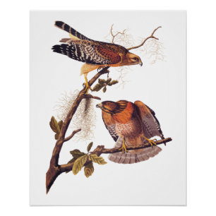 Red Shoulked Hawk Audubon Bird of Prey Perfect Poster