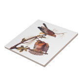 Red Shoulked Hawk Audubon Bird of Prey Tegeltje (Zijkant)