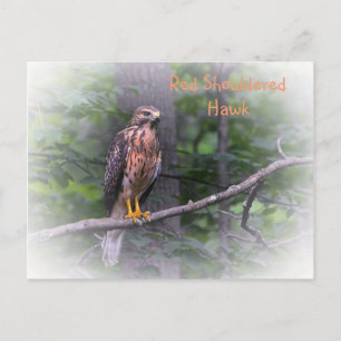 Red Shoulked Hawk Briefkaart