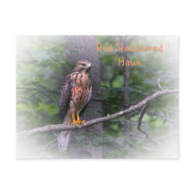 Red Shoulked Hawk