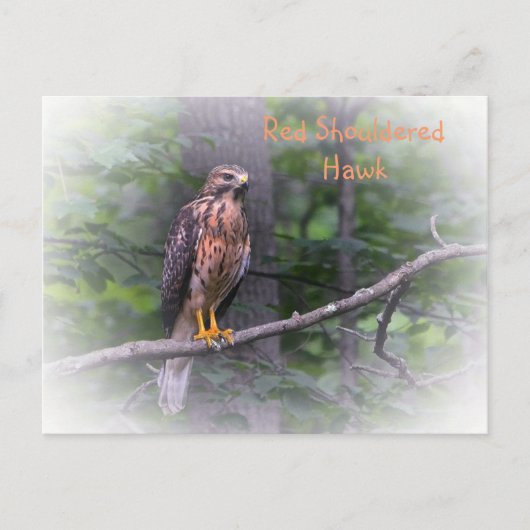 Red Shoulked Hawk Briefkaart (Voorkant)