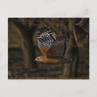 Red Shoulked Hawk Flying Briefkaart