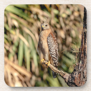 Red Shoulked Hawk in een boom Bier Onderzetter