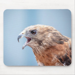 Red Shoulked Hawk Muismat