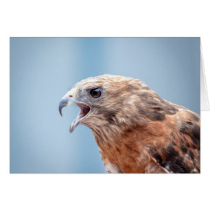 Red Shoulked Hawk op een rots