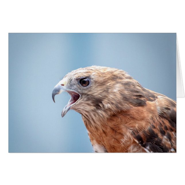 Red Shoulked Hawk op een rots (Voorkant Horizontaal)