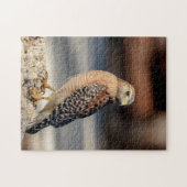 Red Shoulked Hawk op een rots Legpuzzel (Horizontaal)