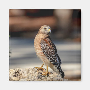 Red Shoulked Hawk op een rots Magneet
