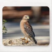 Red Shoulked Hawk op een rots Muismat (Voorkant)