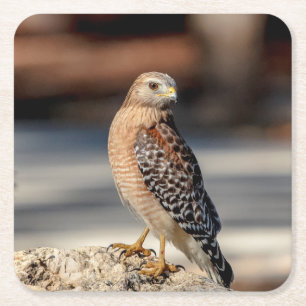 Red Shoulked Hawk op een rots Vierkante Kartonnen Onderzetter