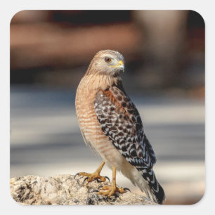 Red Shoulked Hawk op een rots Vierkante Sticker