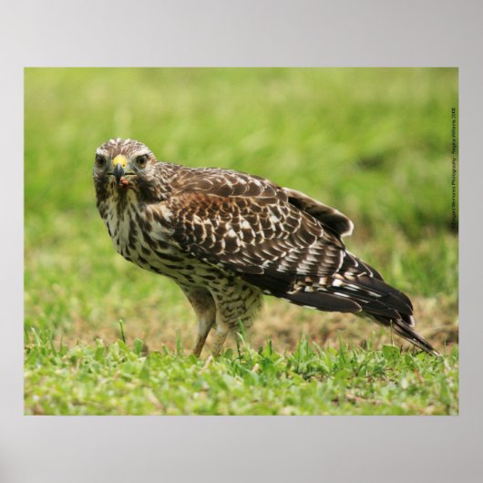 Red Shoulked Hawk Poster (Voorkant)