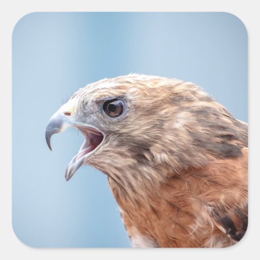 Red Shoulked Hawk Vierkante Sticker (Voorkant)