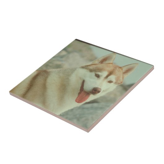 Red Siberian Husky Tile Tegeltje (Zijkant)