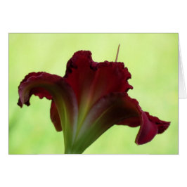 Red Silhouette - Daylily