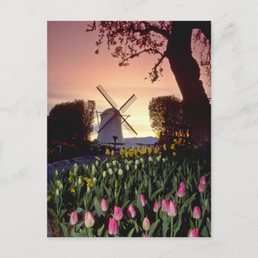 Red Silhouette van windmolen en tulpen, Washington Briefkaart (Voorkant)