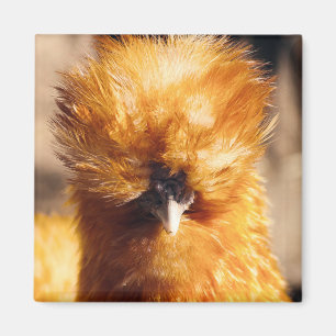 Red Silkie Chicken Hen Magneet