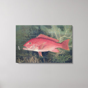 Red Snapper uit 'Game Fishes' van de Verenigde Sta Canvas Afdruk