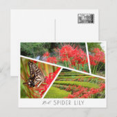 Red Spider Lily Briefkaart (Voorkant / Achterkant)
