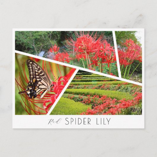 Red Spider Lily Briefkaart (Voorkant)