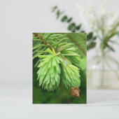 Red Spruce Sprouts Briefkaart (Staand voorkant)