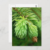 Red Spruce Sprouts Briefkaart (Voorkant / Achterkant)