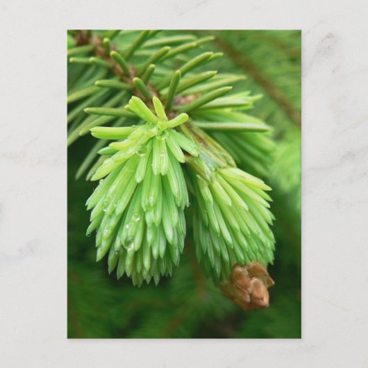 Red Spruce Sprouts Briefkaart (Voorkant)