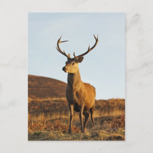 Red Stag Briefkaart
